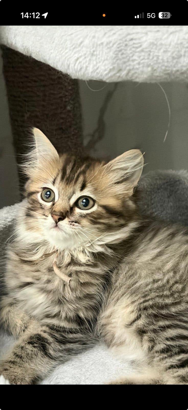 Britse/ragdoll, Meerdere dieren, 0 tot 2 jaar