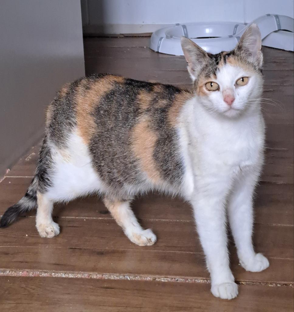 Rue en pinu , 2 hele lieve poezen van 3 en 5 jr, Dieren en Toebehoren, Katten en Kittens | Overige Katten, Poes, Kortharig, 3 tot 5 jaar