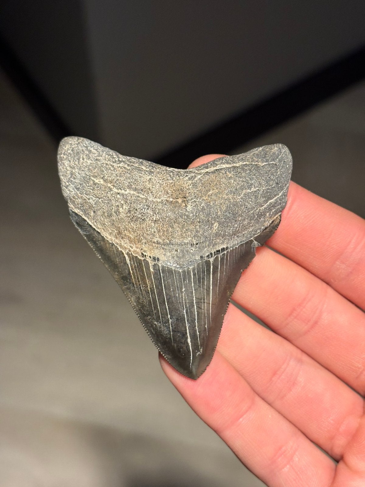 Megalodon haaientand fossiel Georgia, Verzamelen, Ophalen of Verzenden, Fossiel