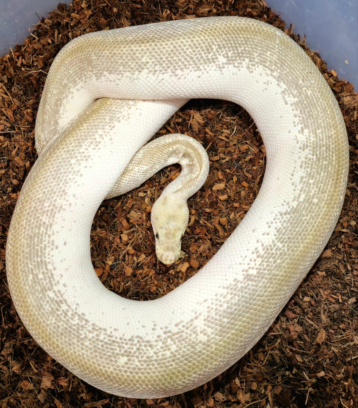 0.1 Spider Lesser/Butter Clown Ball Python - female for sale from Elise
