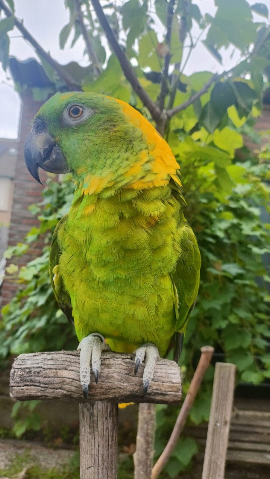 geelnek Amazone papegaai, Dieren en Toebehoren, Vogels | Parkieten en Papegaaien, Vrouwelijk, Papegaai, Geringd