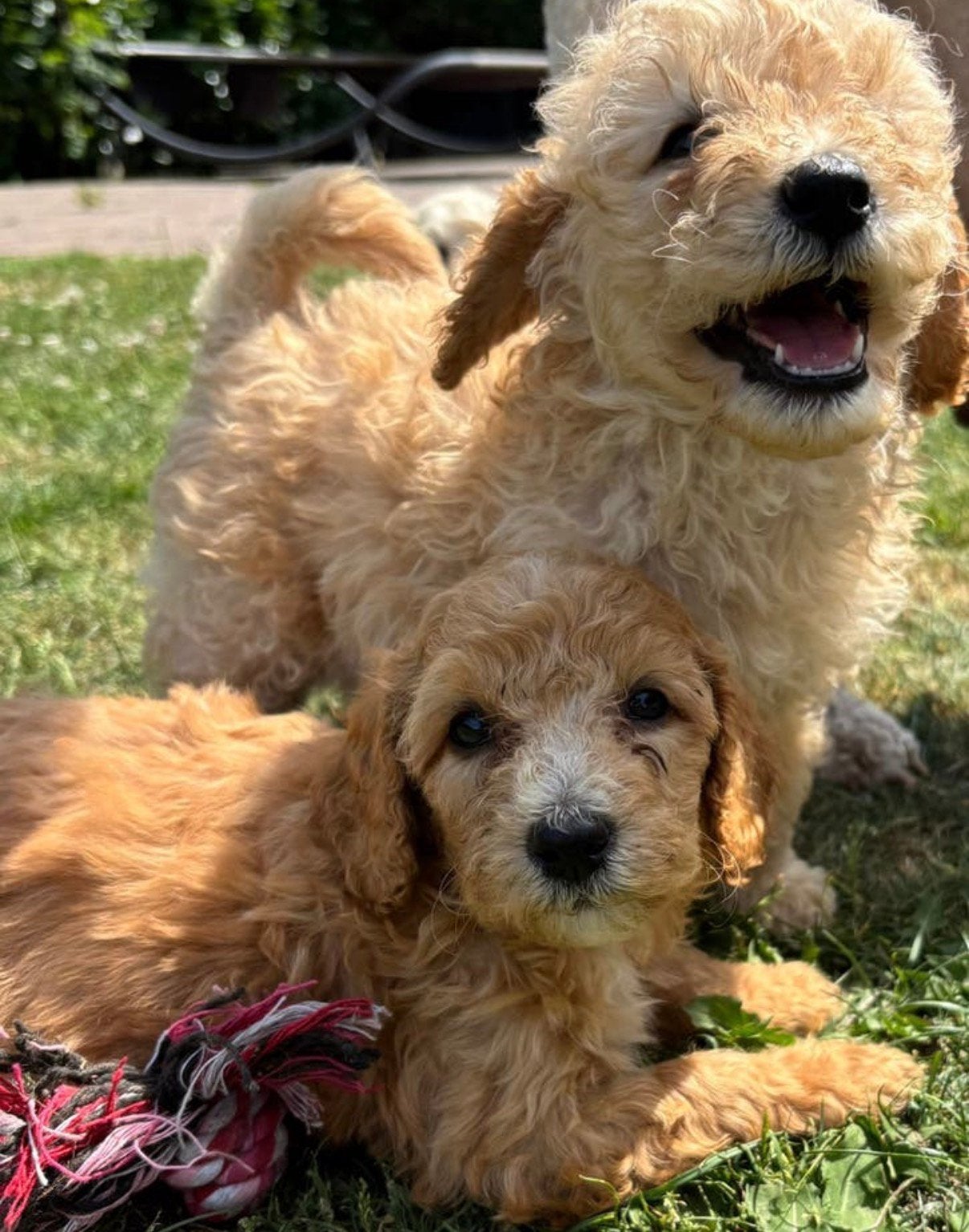 Dwergpoedel pups te koop, Dieren en Toebehoren, Honden | Chihuahua's en Gezelschapshonden, Poedel, 8 tot 15 weken, Parvo, Meerdere