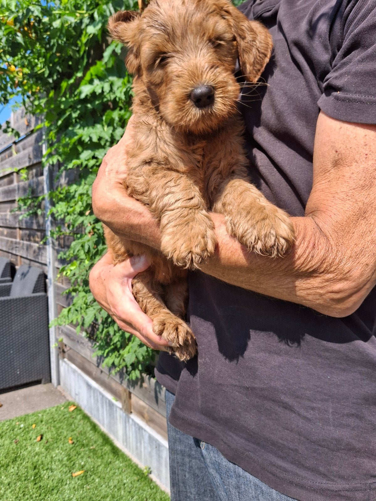 Vito AUSTRALIAN COBBERDOG reutje, Parvo, 8 tot 15 weken, Eén hond, Nederland