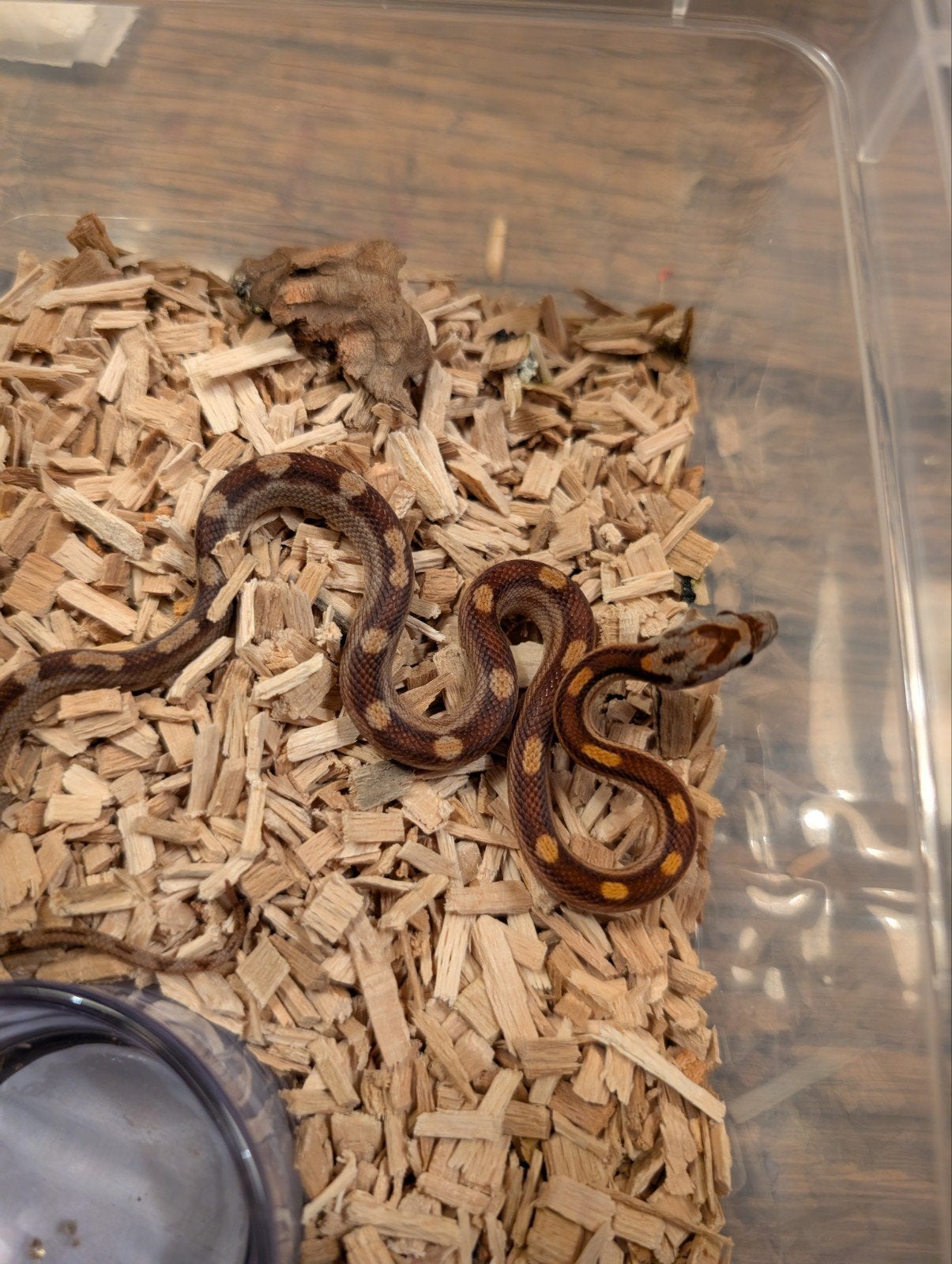Super mooie korenslangen (genen bommetjes) Corn Snake photo 22