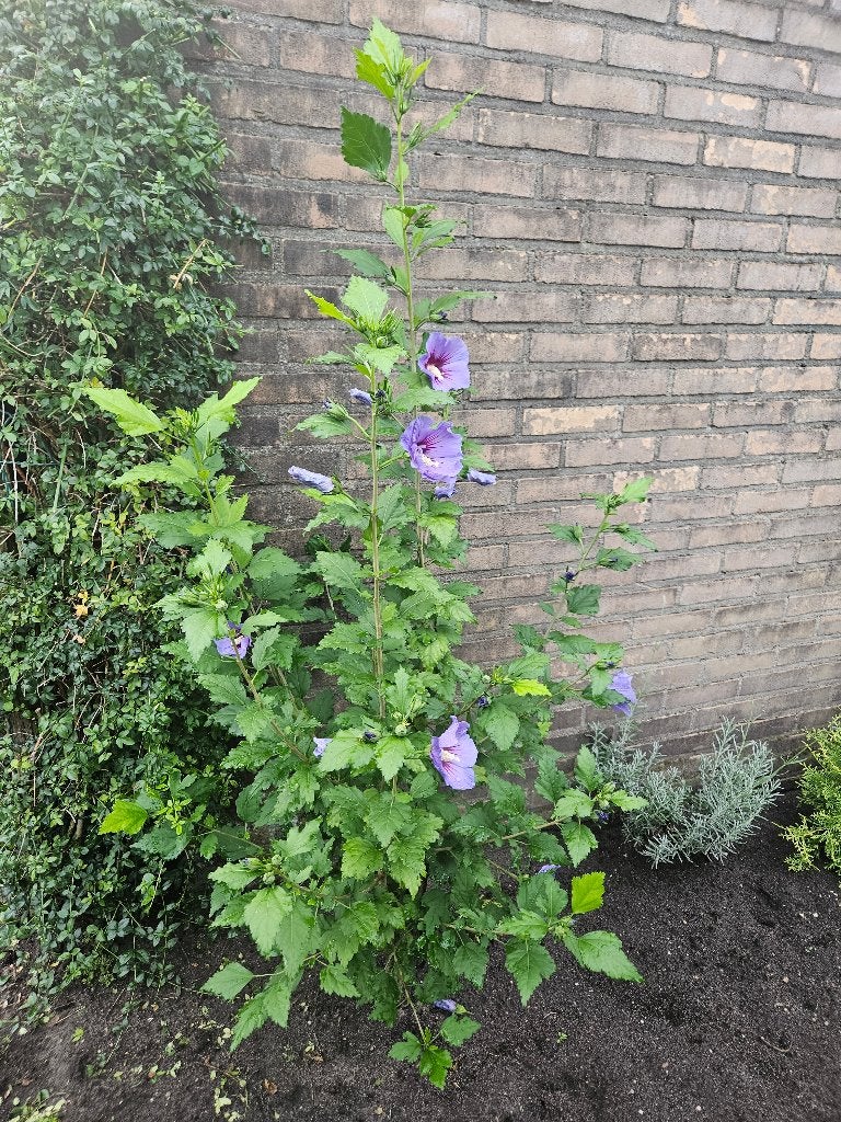 Hibiscus syriacus 145 cm, Ophalen, Overige soorten, Struik, 100 tot 250 cm