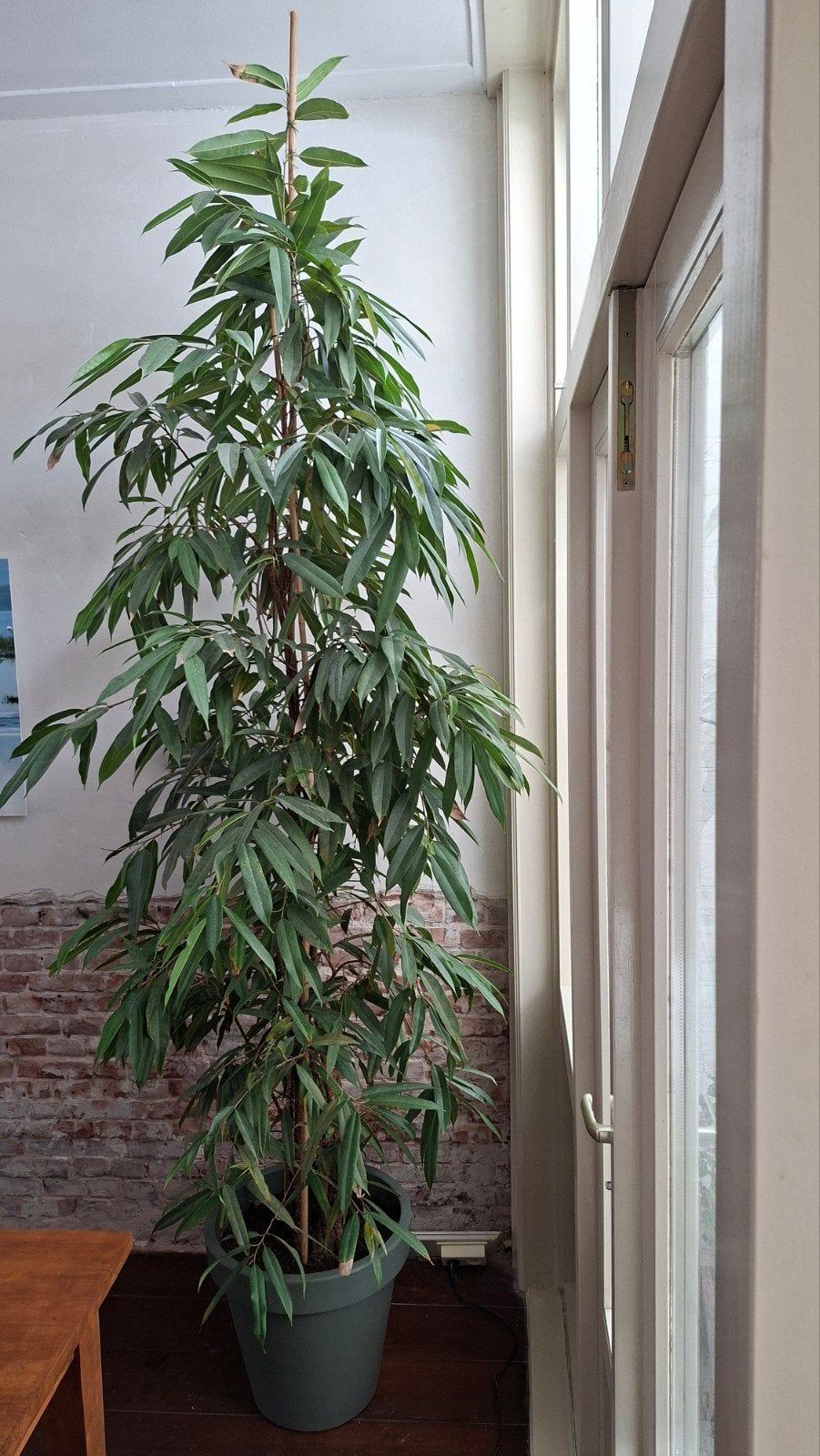 Grote Ficus Binnendijkii Amstel King, Ophalen, Ficus, 200 cm of meer, Halfschaduw