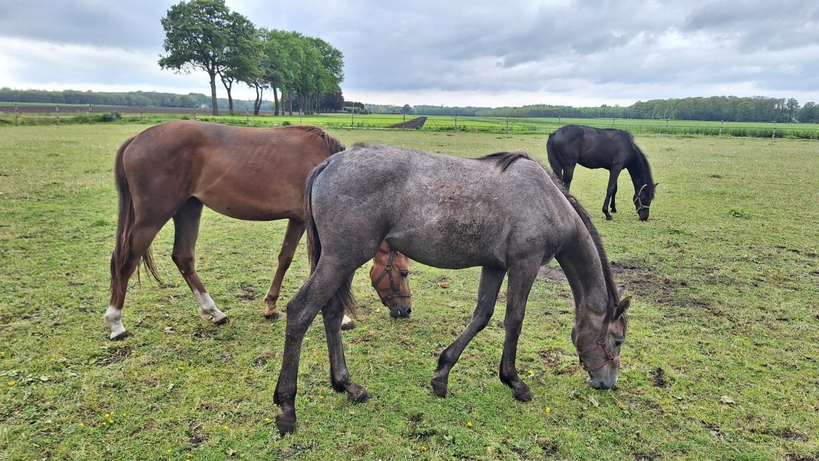 Te koop 4x  jaarling merrie, Dieren en Toebehoren, Merrie