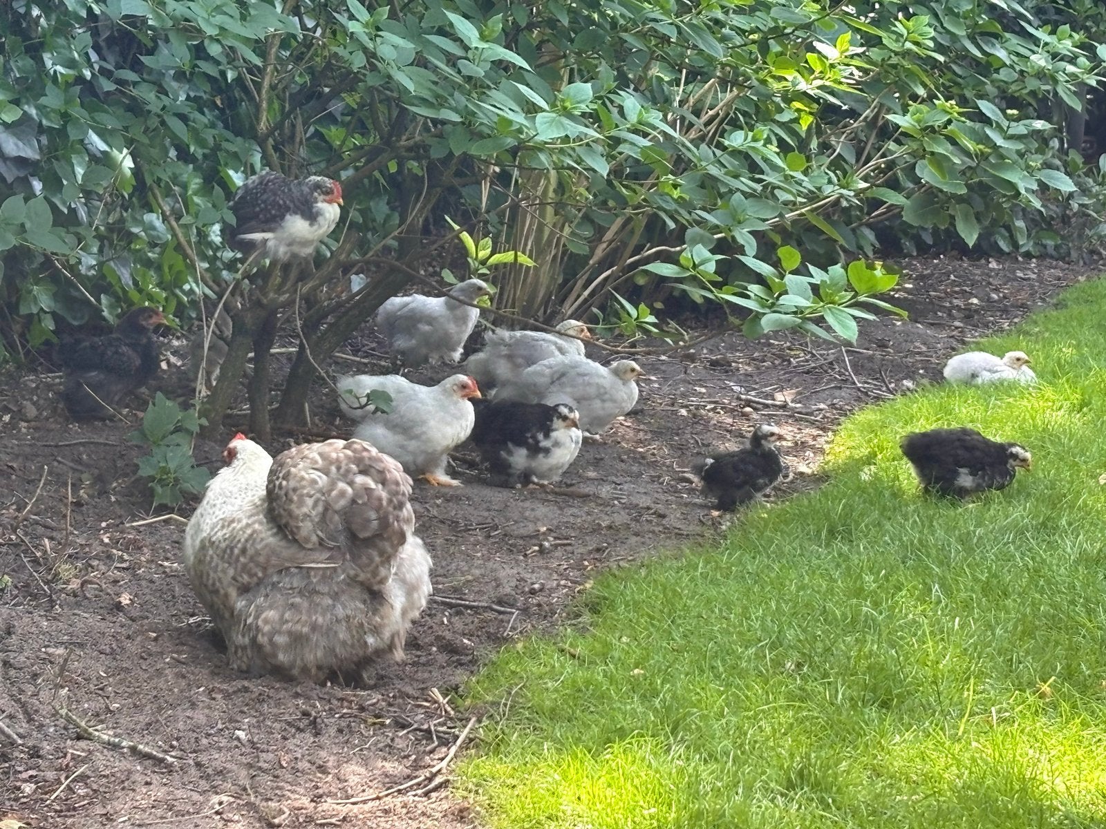 Cochin krieltjes, Meerdere dieren, Kip