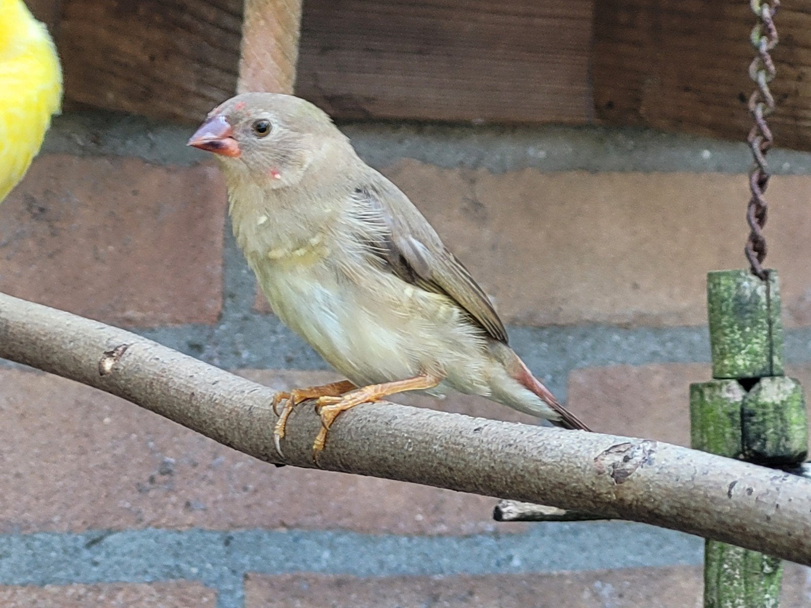 Binsenastrilde, geboren 2026 nog niet helemaal op kleur., Dieren en Toebehoren, Vogels | Overige Vogels, Geslacht onbekend, Tropenvogel