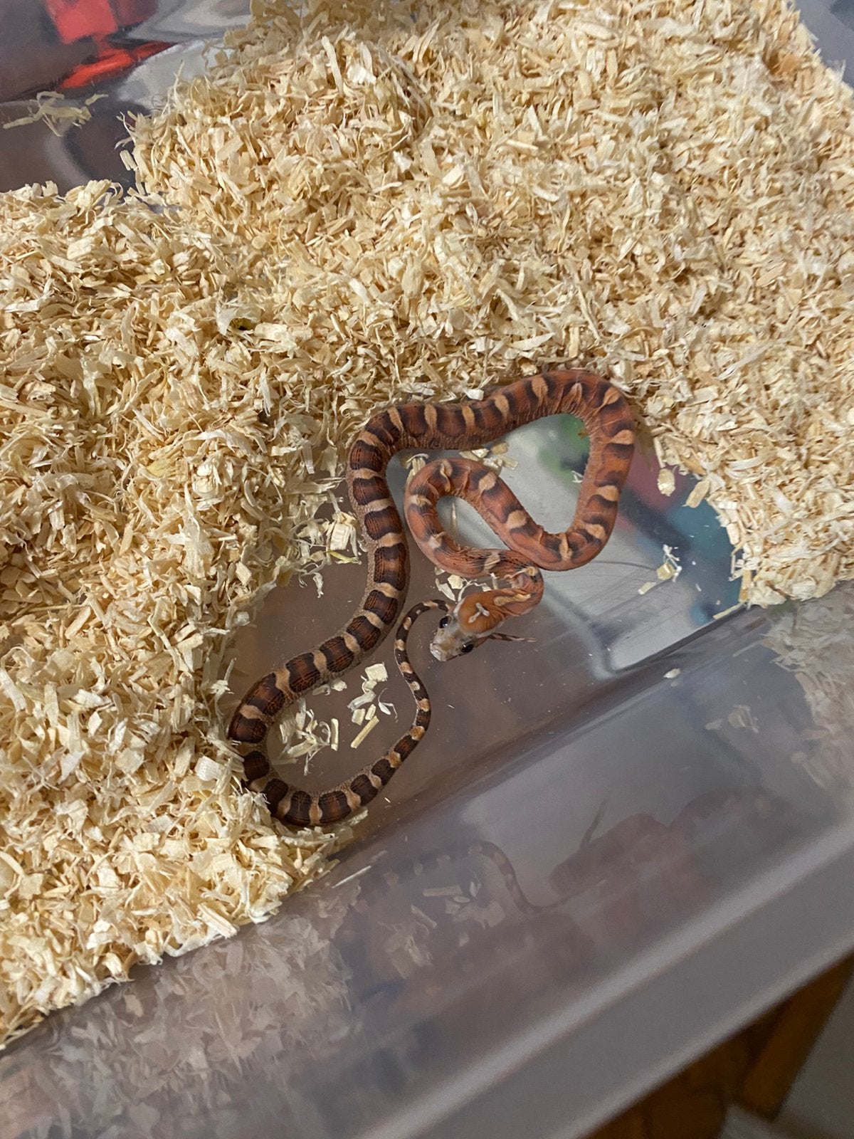 Haakneuzen en korenslangen Corn Snake photo 9