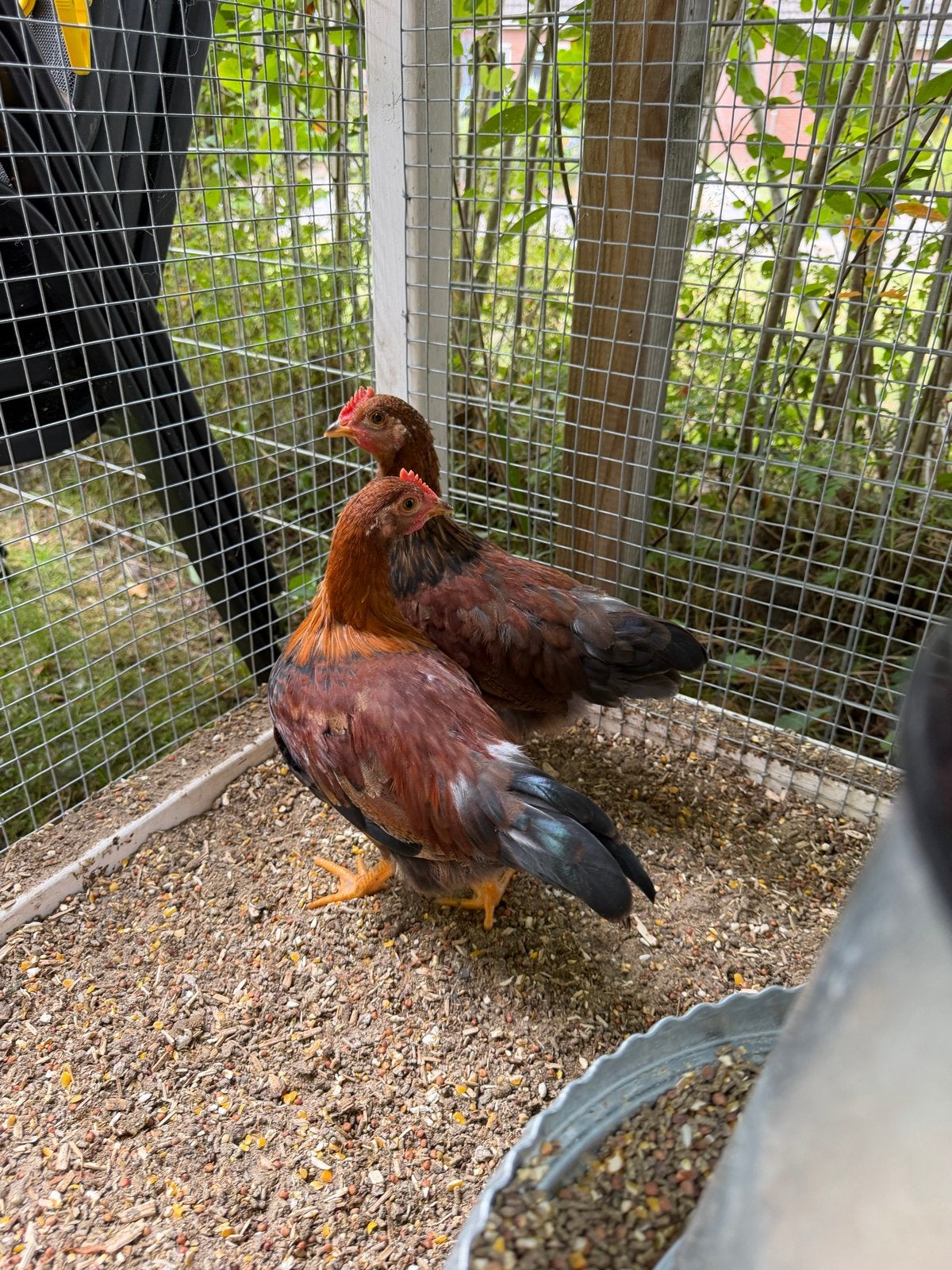 Welsumer kriel haan, Dieren en Toebehoren, Mannelijk, Kip