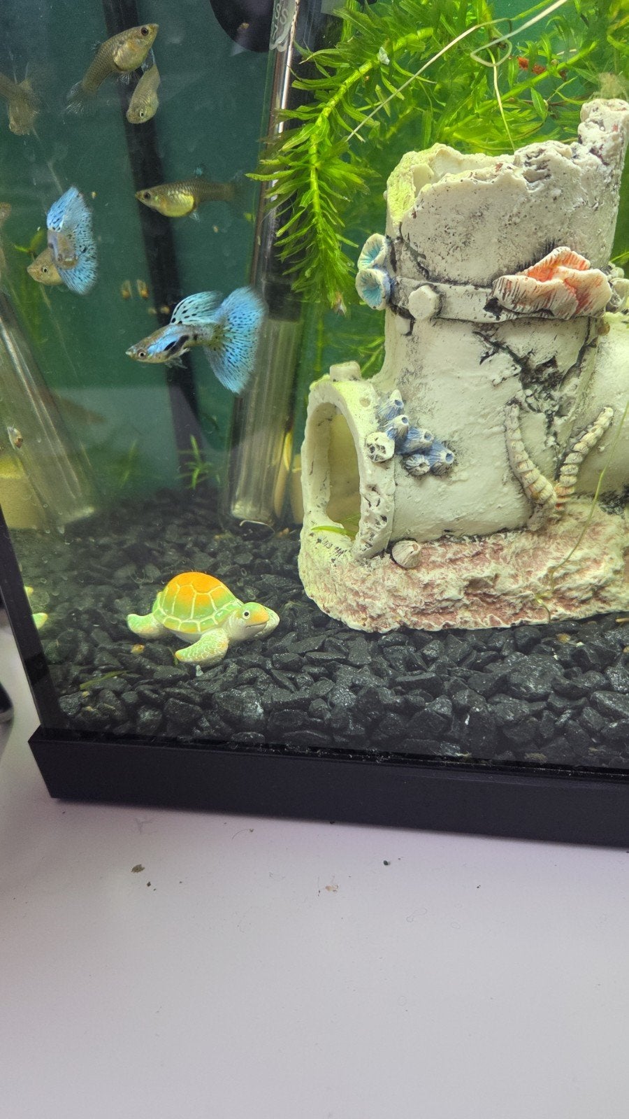 20 singa Blue Grass guppen baby's raszuiver bieden vanaf 35€, Vis, Zoetwatervis, Schoolvis