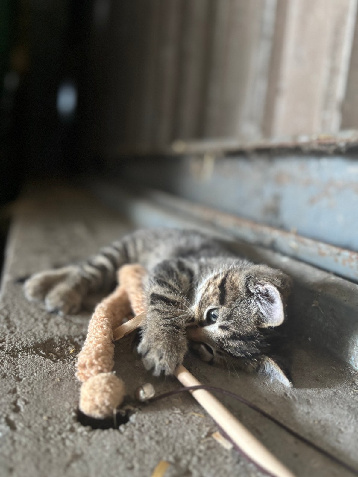 Twee lieve grijze boerderijpoesjes, Poes