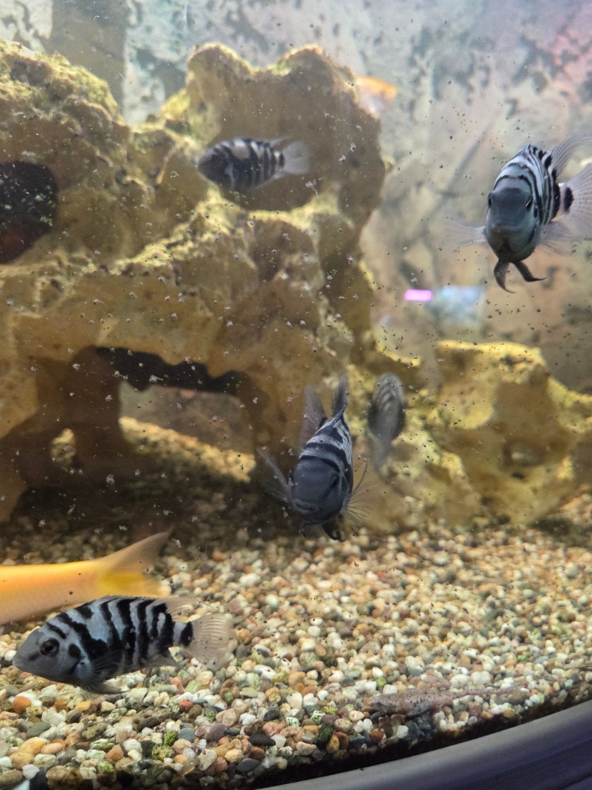zebra cichliden 7x, Dieren en Toebehoren, Vissen | Aquariumvissen, Vis, Schoolvis