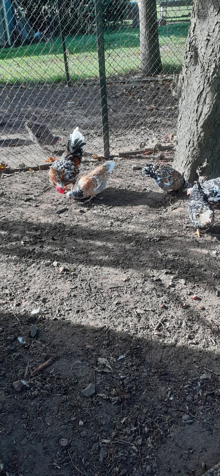 Bloemenkip broedeieren, Dieren en Toebehoren, Pluimvee, Geslacht onbekend, Kip