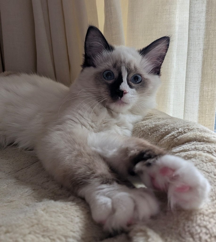 Ragdoll kitten met stamboom, Dieren en Toebehoren, Poes, Met stamboom, 0 tot 2 jaar
