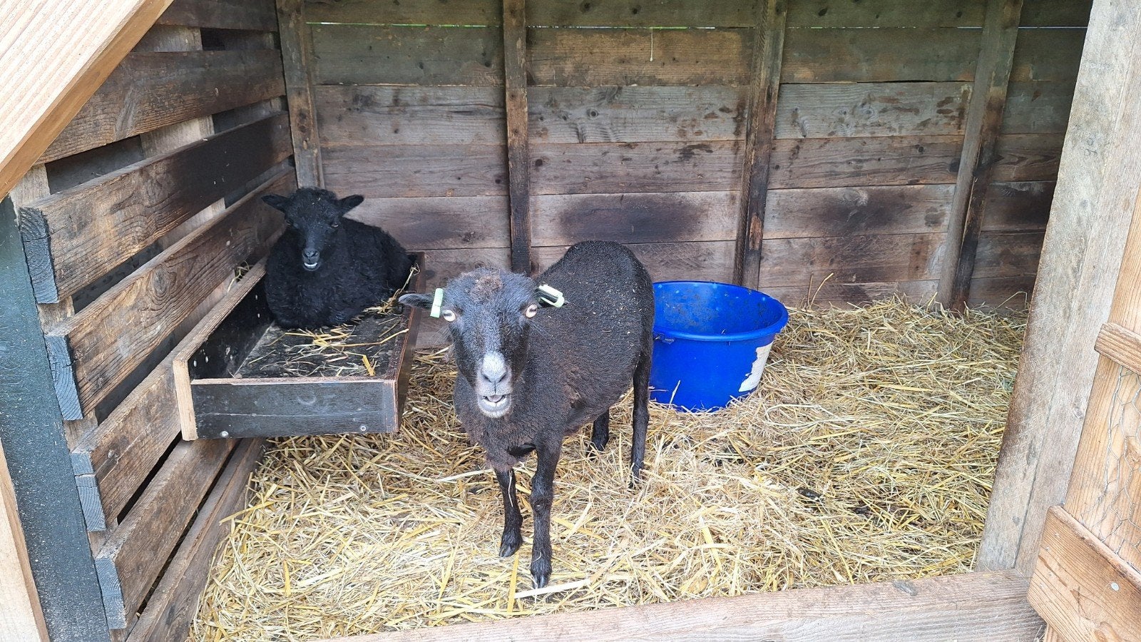 Ouessant schapen ooi en ooilam stamboek, Dieren en Toebehoren, Schapen, Geiten en Varkens, Schaap, Vrouwelijk, 0 tot 2 jaar
