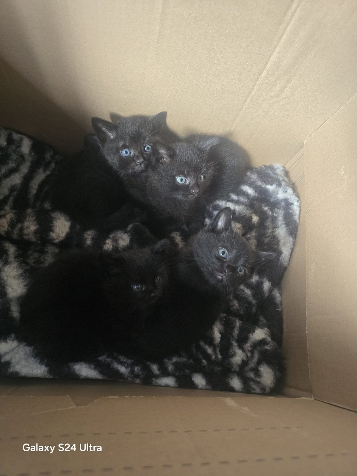 4 zwarte huis-tuin-en-keuken kittens, Dieren en Toebehoren, Meerdere dieren