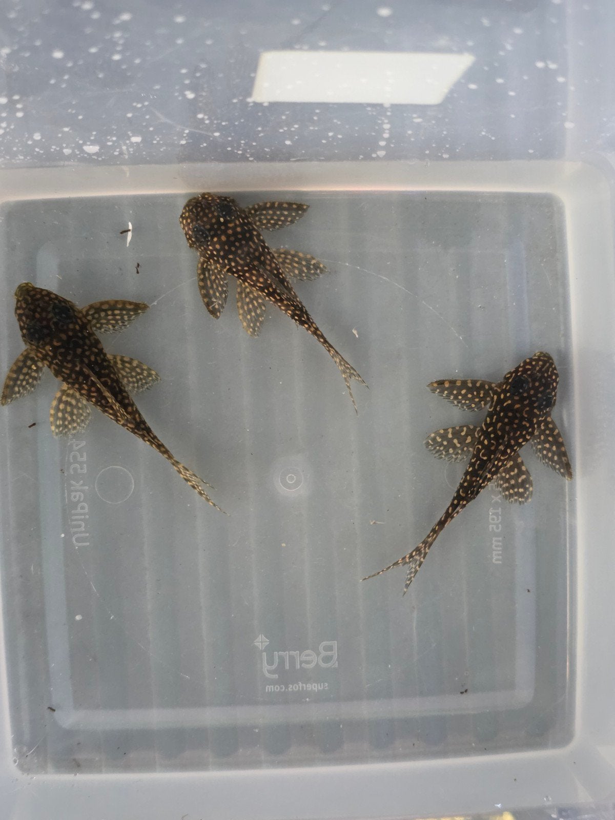 L136 trio, Vis, Zoetwatervis