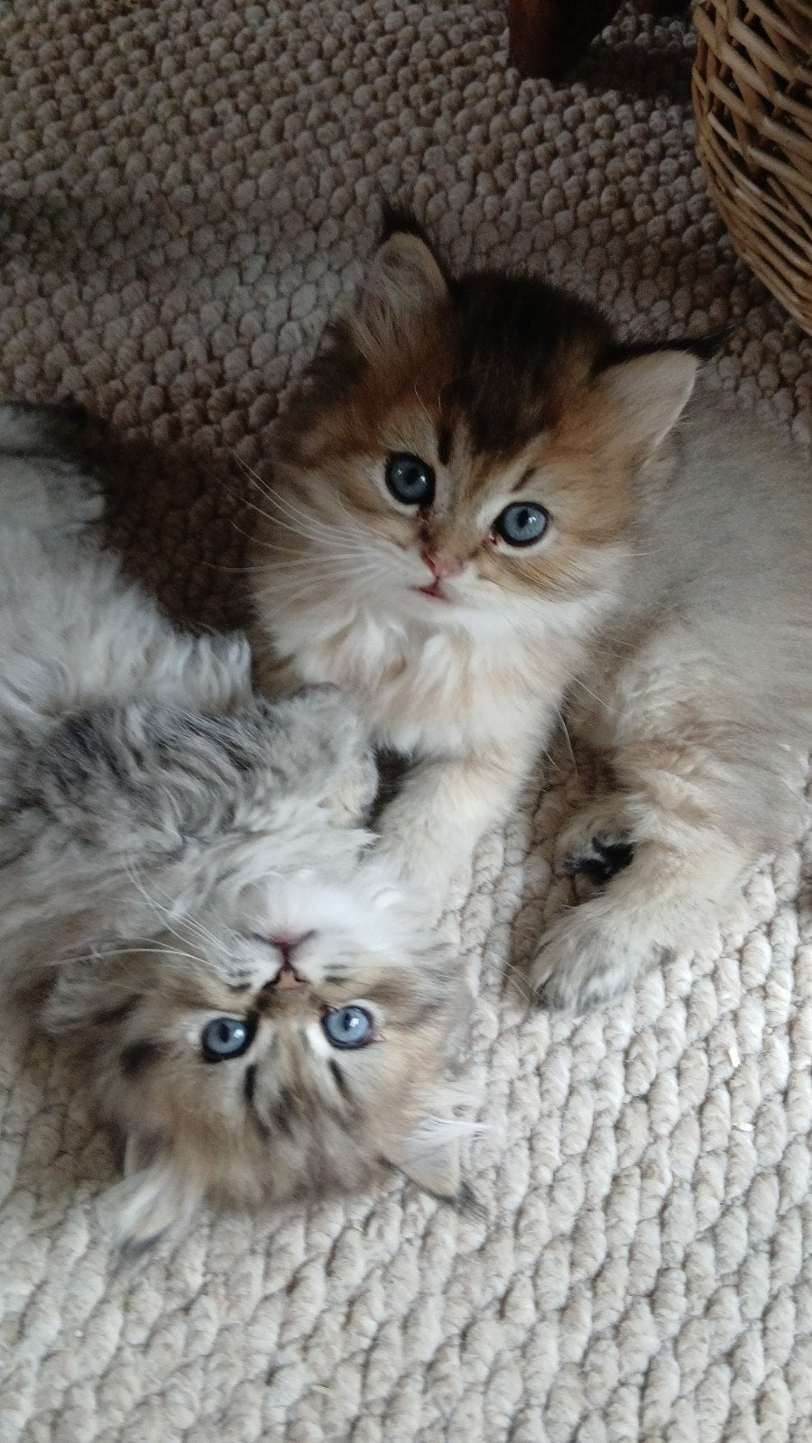 2 Britse langhaar kittens.  katertjes, Dieren en Toebehoren, Kater