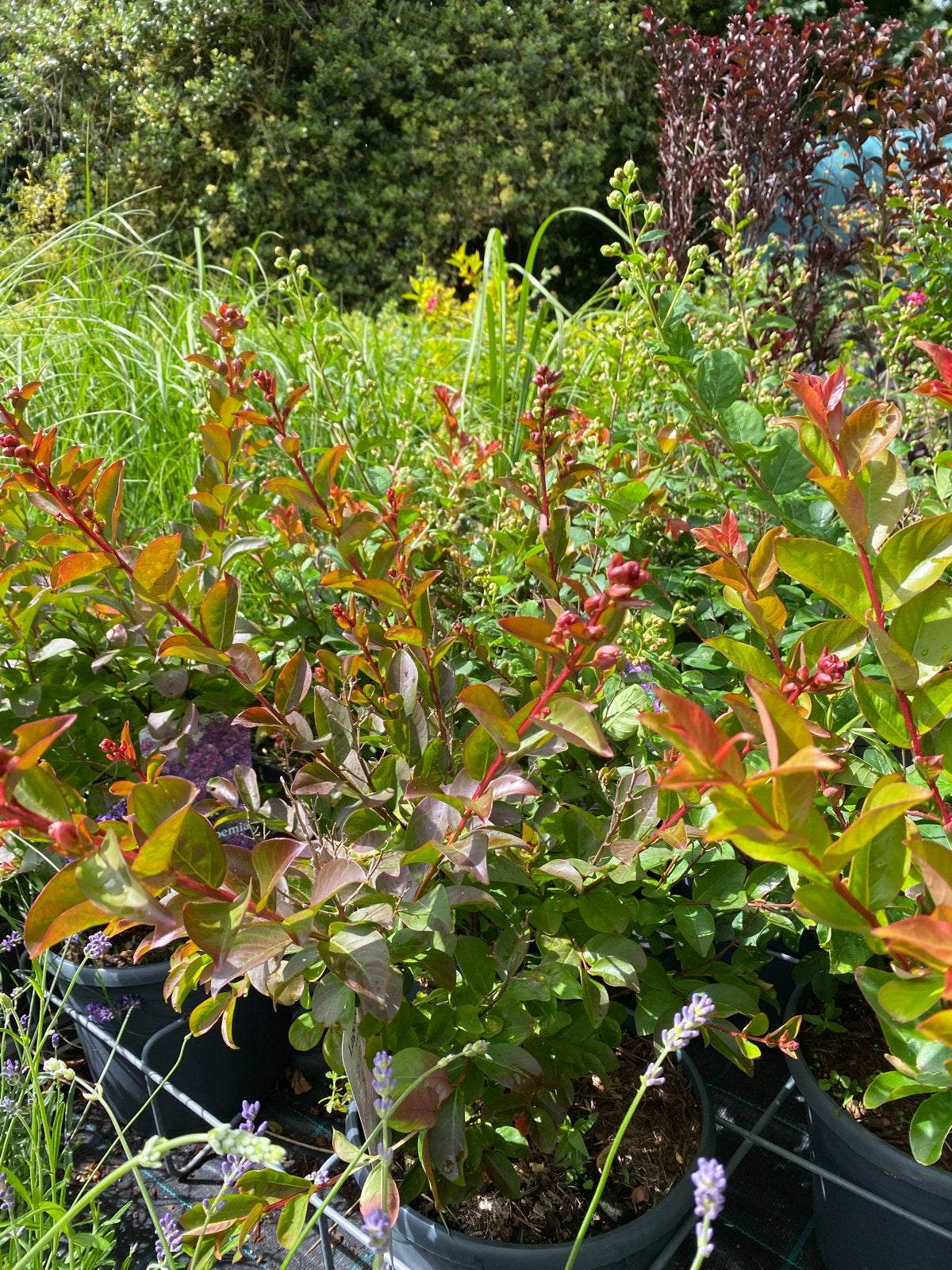 Lagerstroemia 'Purple Star' - Prachtige bloeiende struik, Volle zon, Vaste plant, Zomer, Ophalen