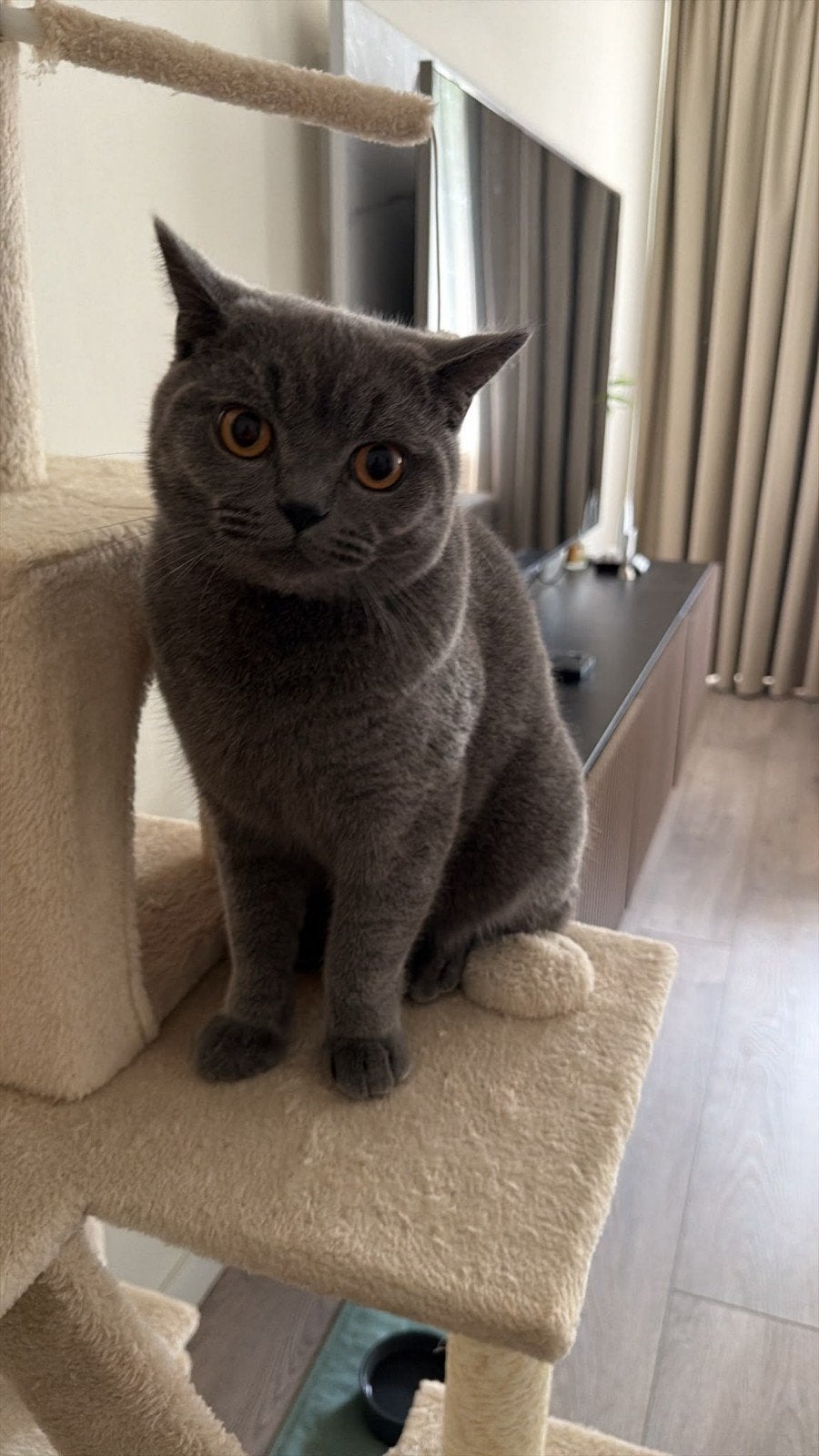 Britse Korthaar, Kater, Gechipt, 0 tot 2 jaar