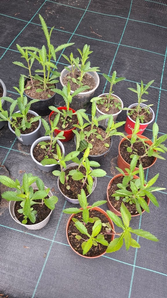 verbena, Ophalen, Overige soorten, Volle zon