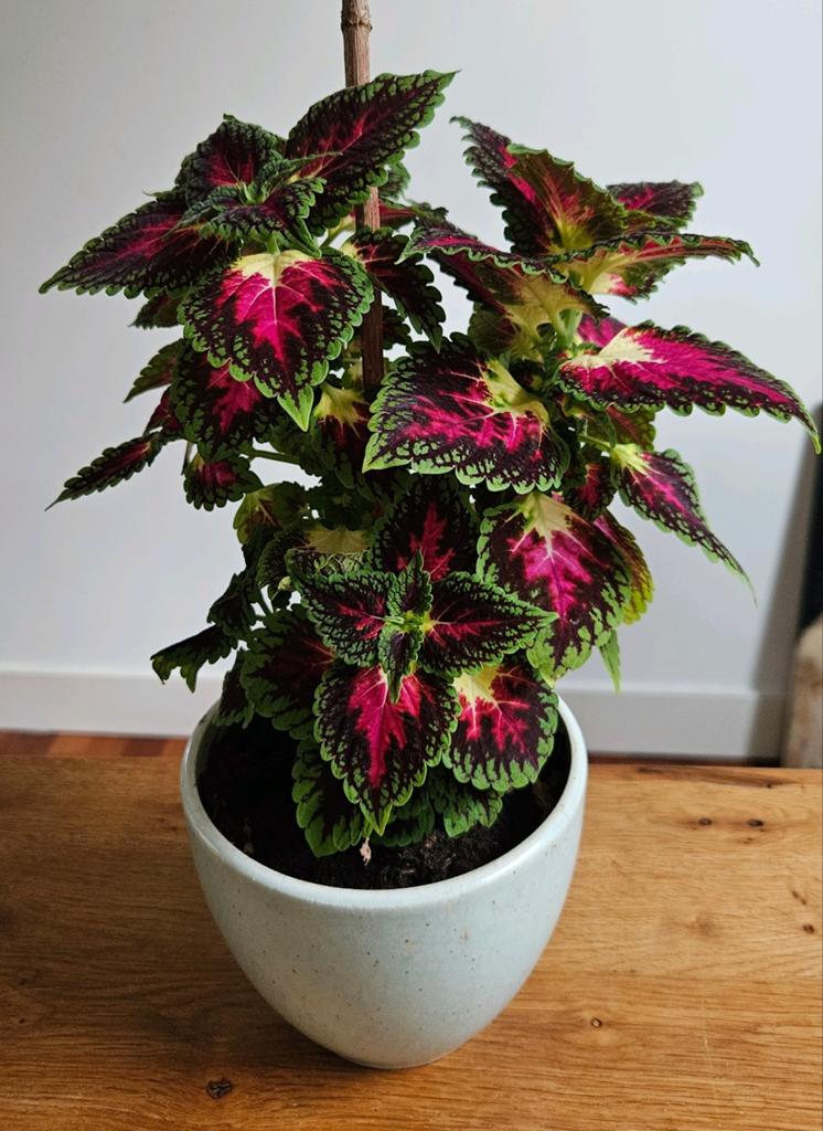 Kleurrijke Coleus (Siernetel) in pot - 35 cm hoog, Ophalen, Overige soorten, Halfschaduw, In pot