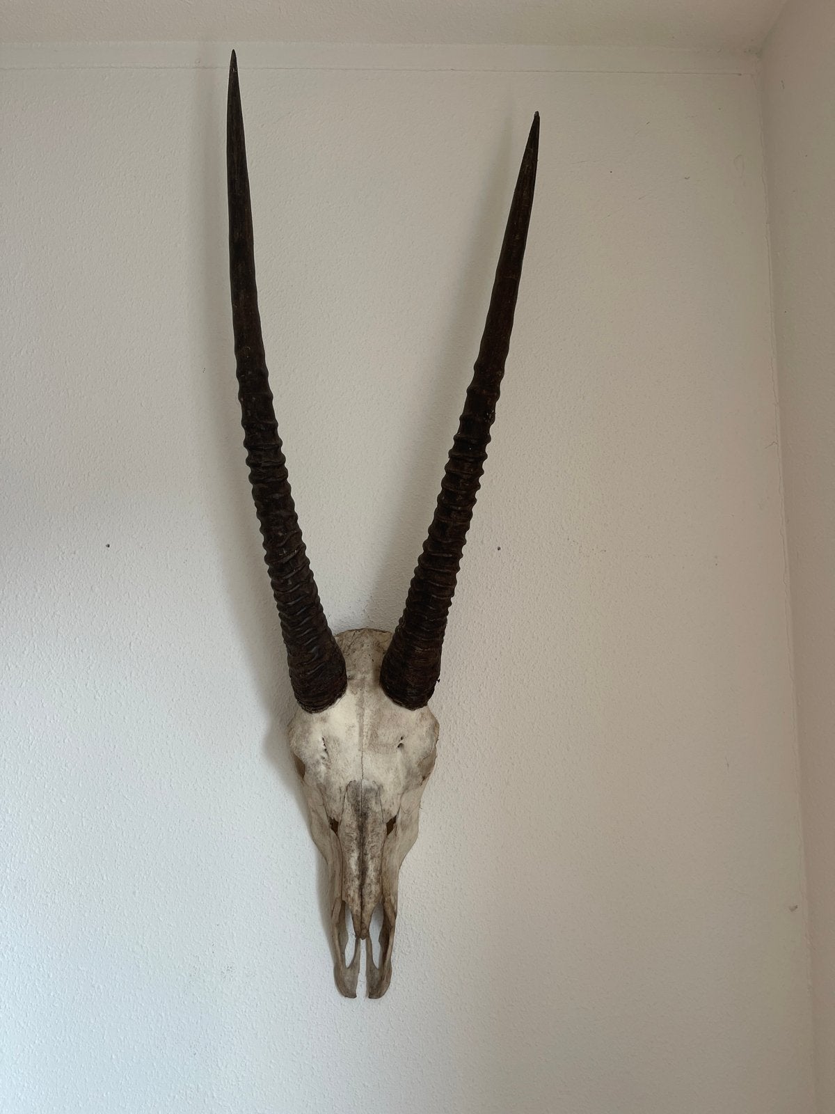 Gewei van sabel antilope, Ophalen