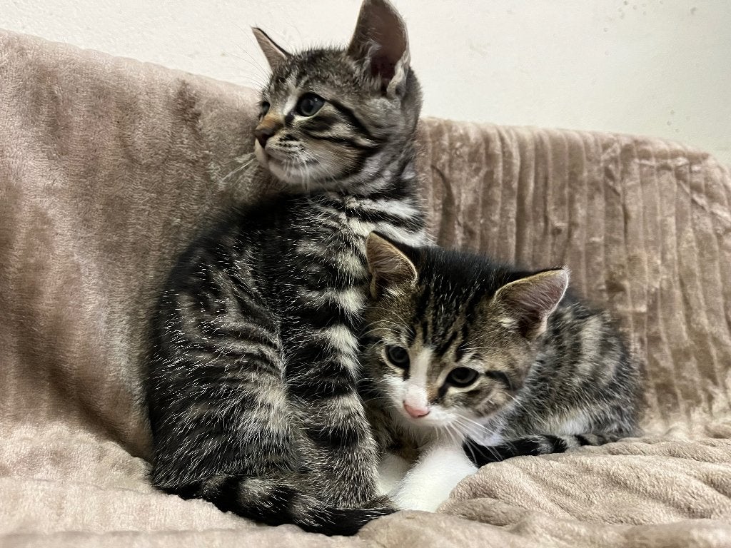 Gezocht: liefdevolle baasjes voor onze geweldige kittens, Meerdere dieren, Ontwormd, 0 tot 2 jaar