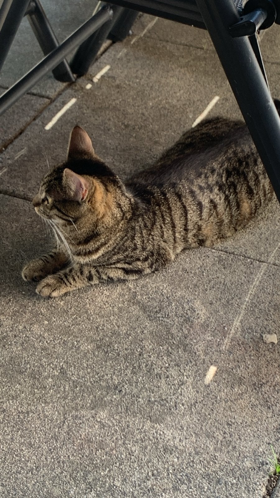 Lieve poes Biebiet: kruising cijper, Dieren en Toebehoren, Poes, 0 tot 2 jaar