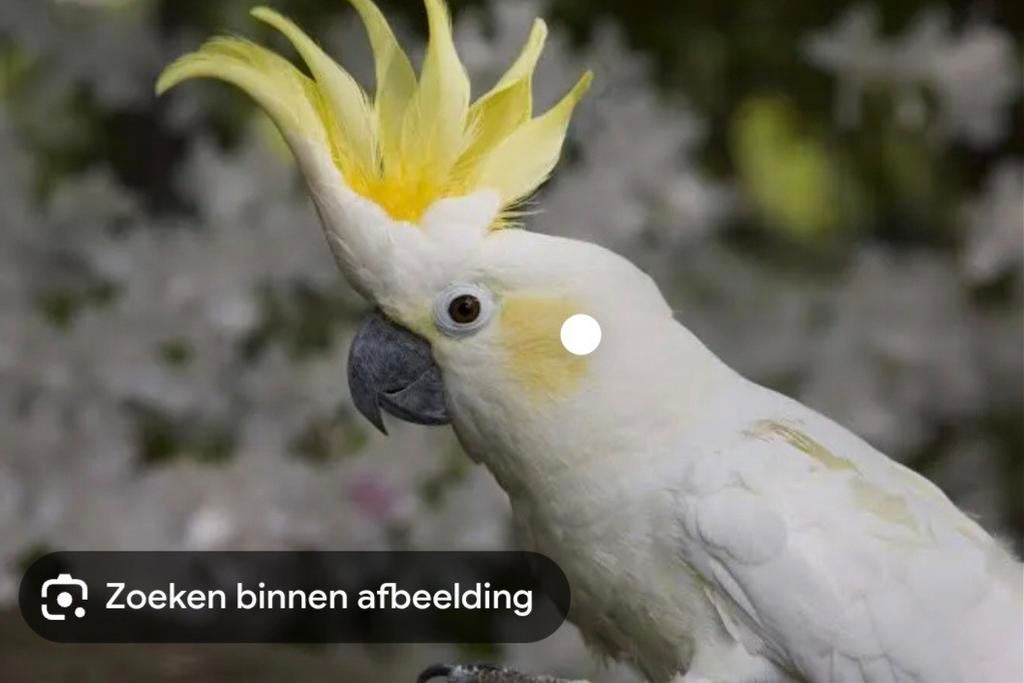 Gezocht kleine geelkuifkaketoe, Dieren en Toebehoren, Vogels | Parkieten en Papegaaien, Vrouwelijk, Parkiet