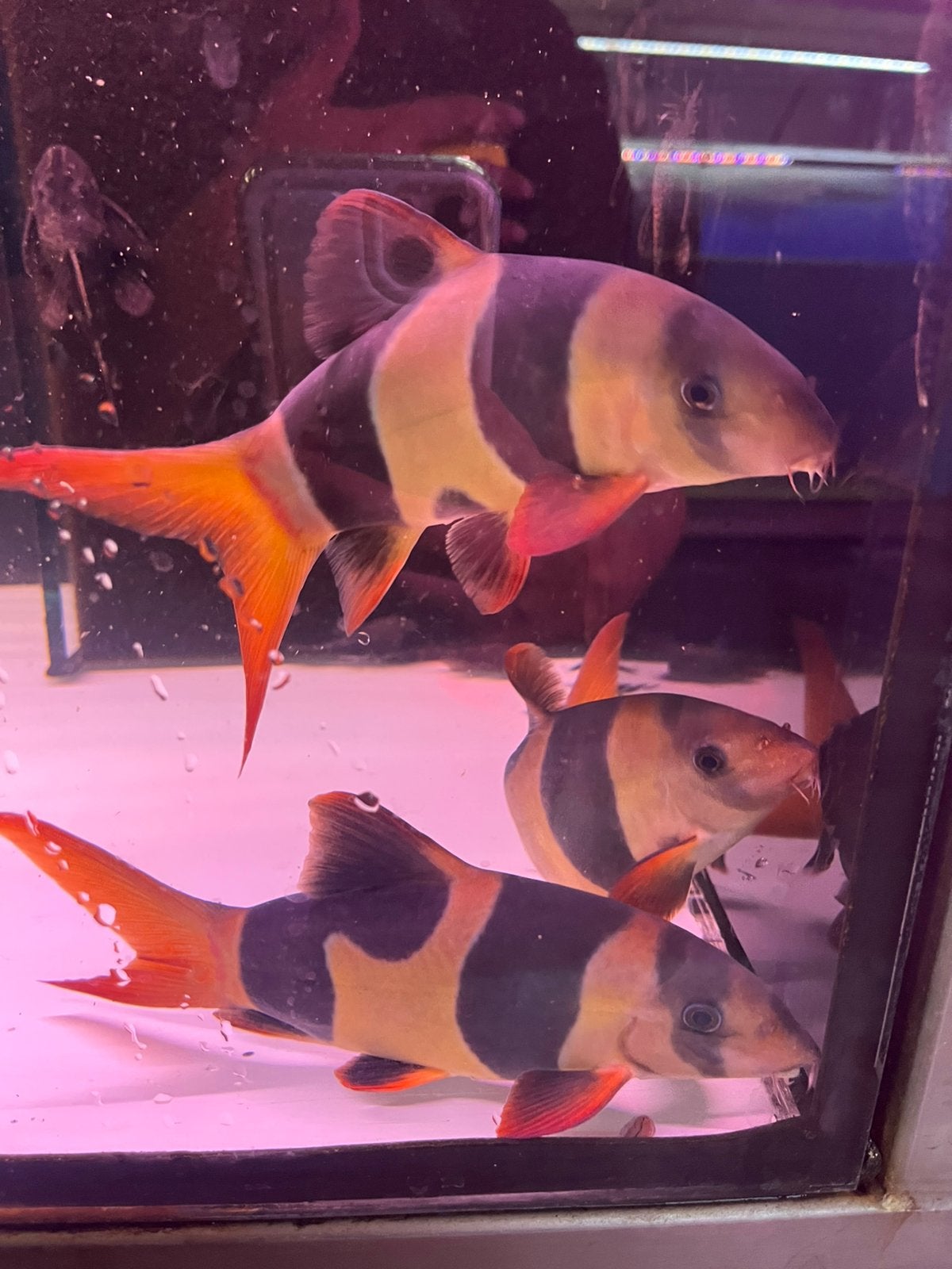 Clown Botia XXL, Vis