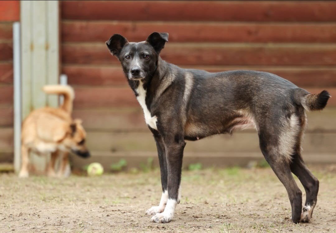 teef Vicky herplaatser middelmaat, Dieren en Toebehoren, Particulier, Buitenland, Teef, Parvo