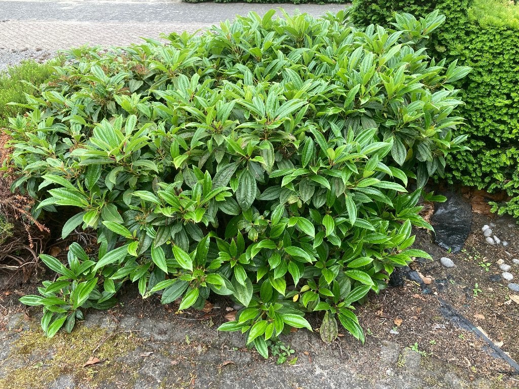 Gratis tuinplanten, Tuin en Terras, Planten | Tuinplanten, Ophalen, Overige soorten, Halfschaduw