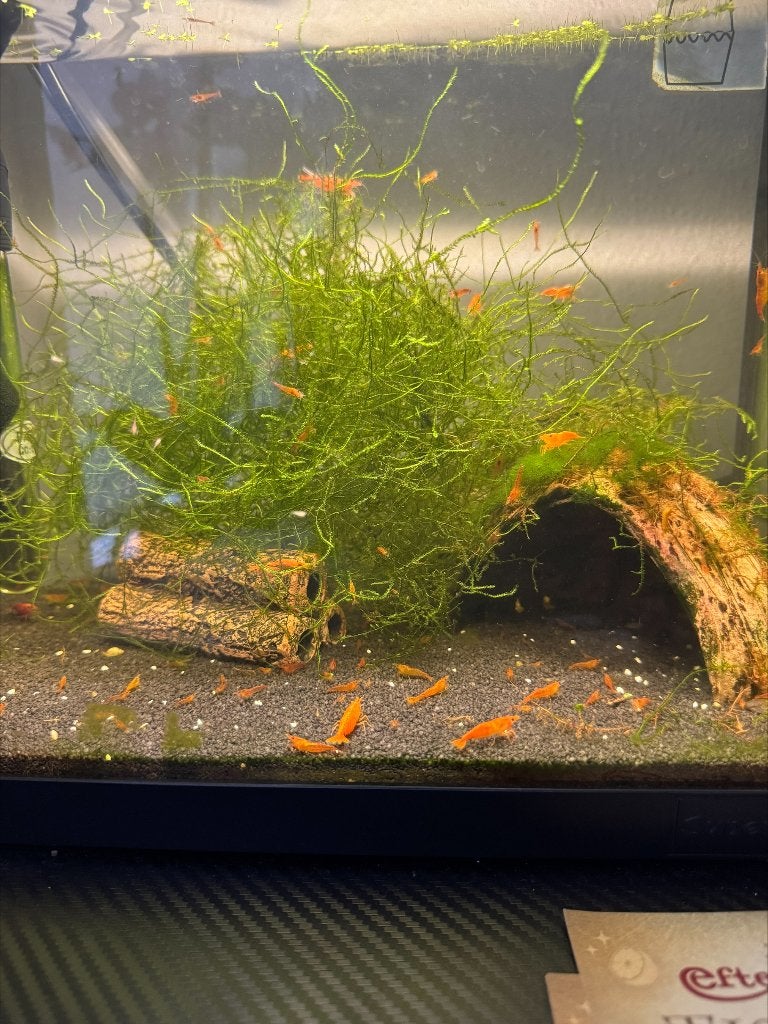 Neocaridina garnalen oranje, kweek uit eigen aquarium, Dieren en Toebehoren, Kreeft, Krab of Garnaal, Zoetwatervis