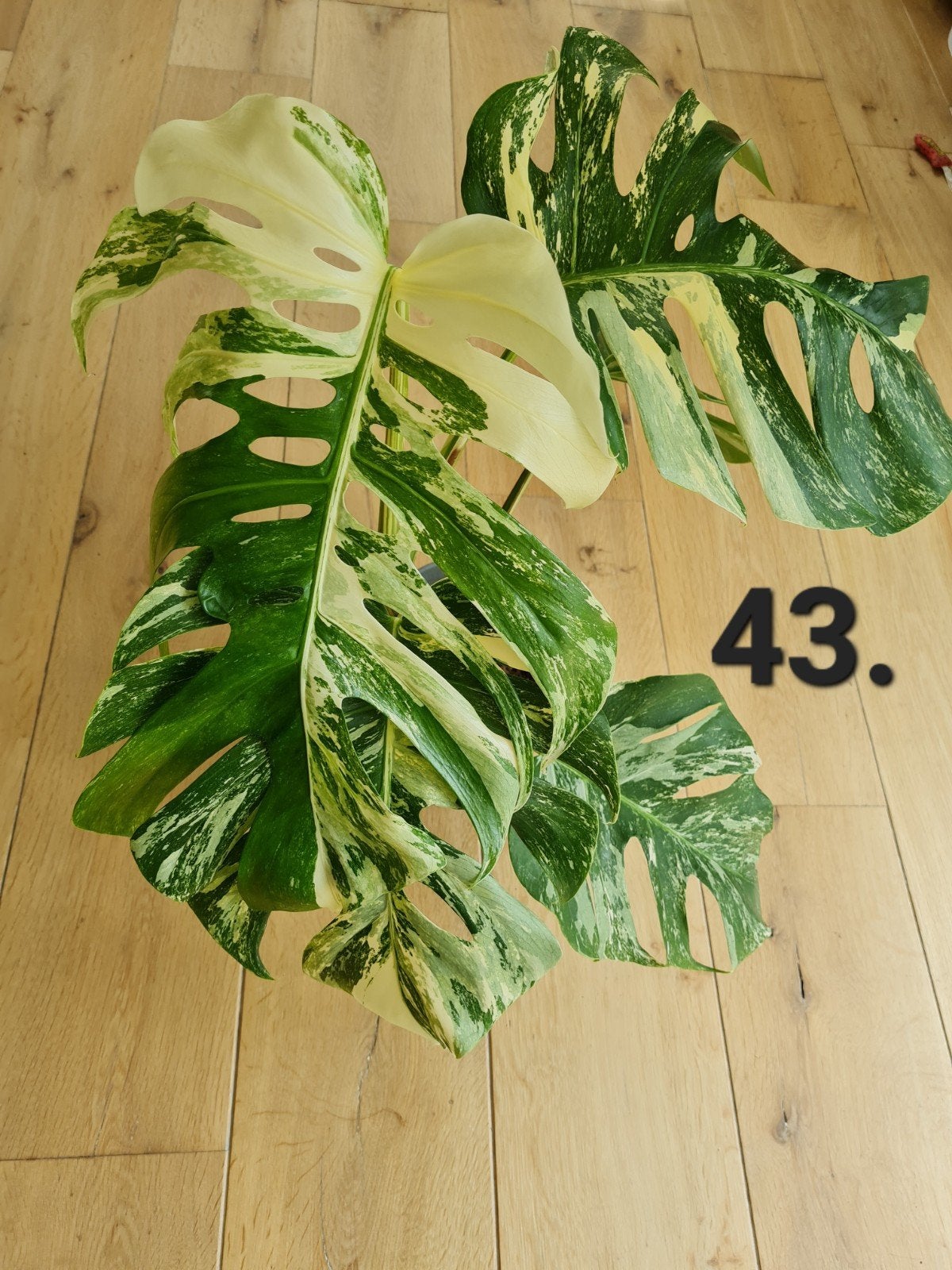 Monstera deliciosa Albo variegata kamerplant, Huis en Inrichting, Ophalen of Verzenden, Halfschaduw, Minder dan 100 cm
