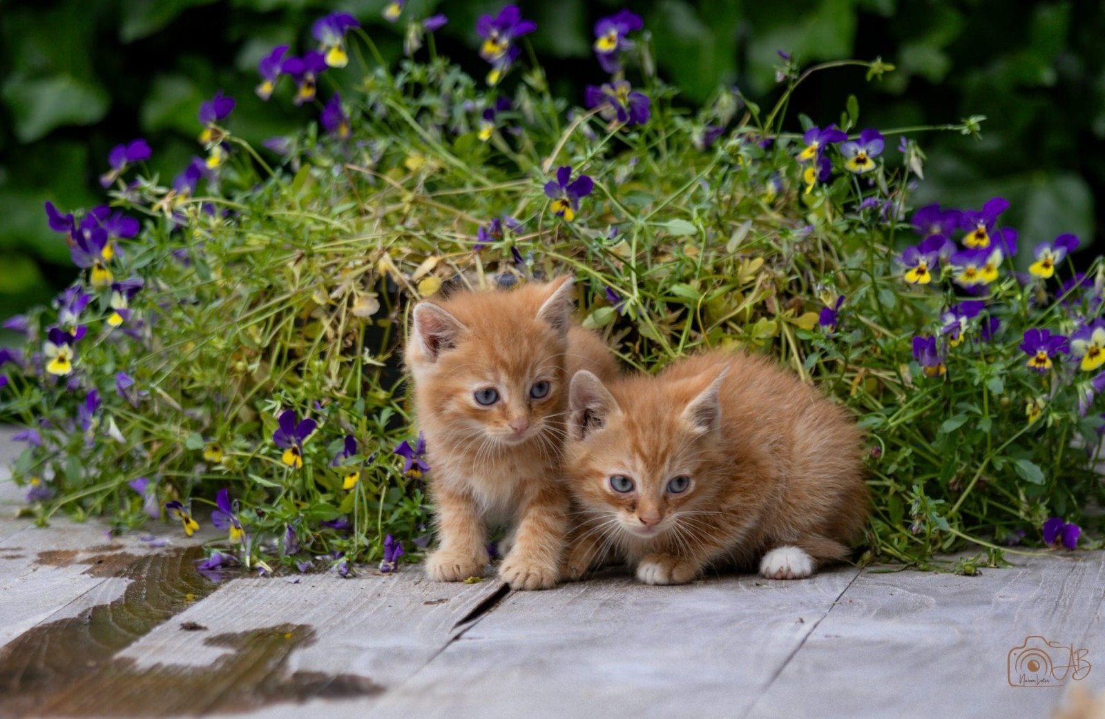 Lieve kittens, Meerdere dieren