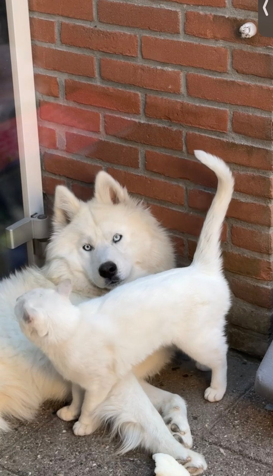 Unieke witte langharige Husky reu met blauwe ogen, Reu, 1 tot 2 jaar, Poolhond, Eén hond