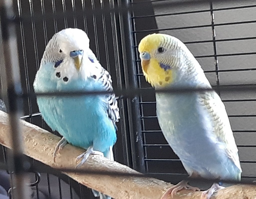 Parkieten met kooi, Meerdere dieren, Parkiet, Tam