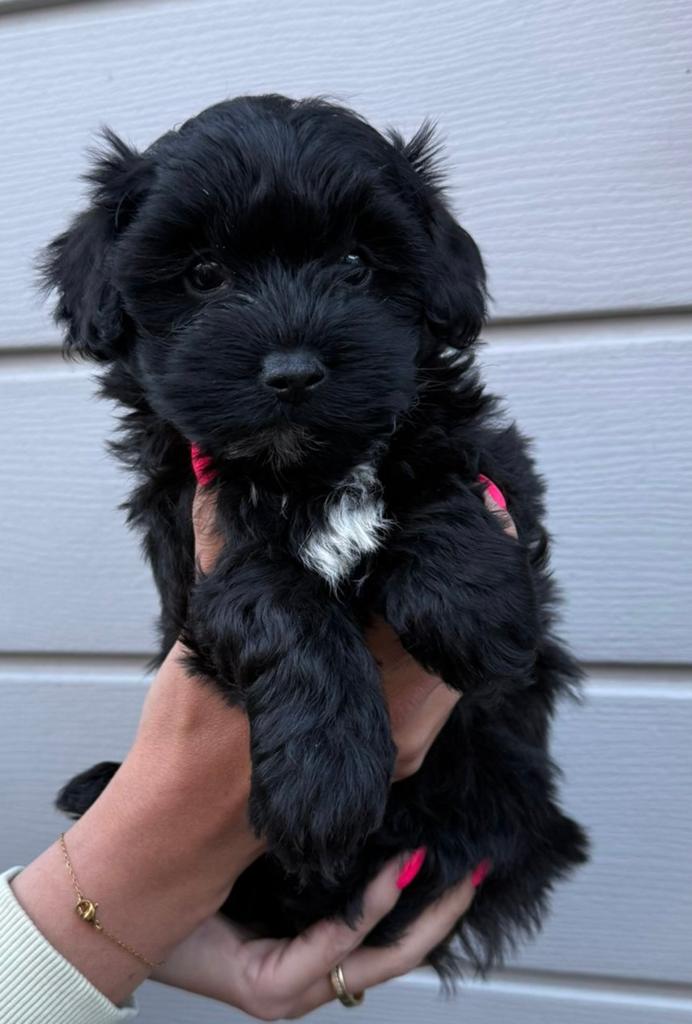 Maltipoo pups, Parvo, 8 tot 15 weken, Meerdere, Meerdere dieren