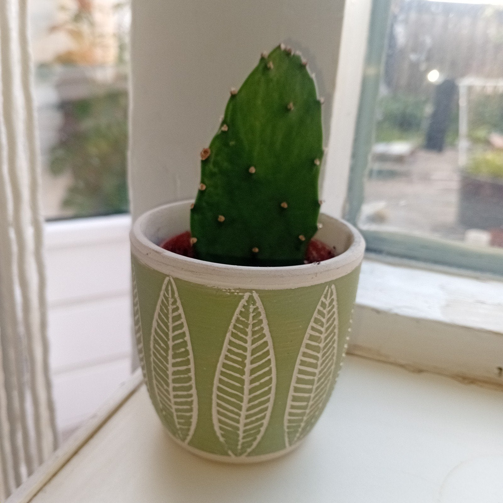 Schattige cactus stek in vrolijk potje, Ophalen of Verzenden, Cactus, Minder dan 100 cm, Volle zon