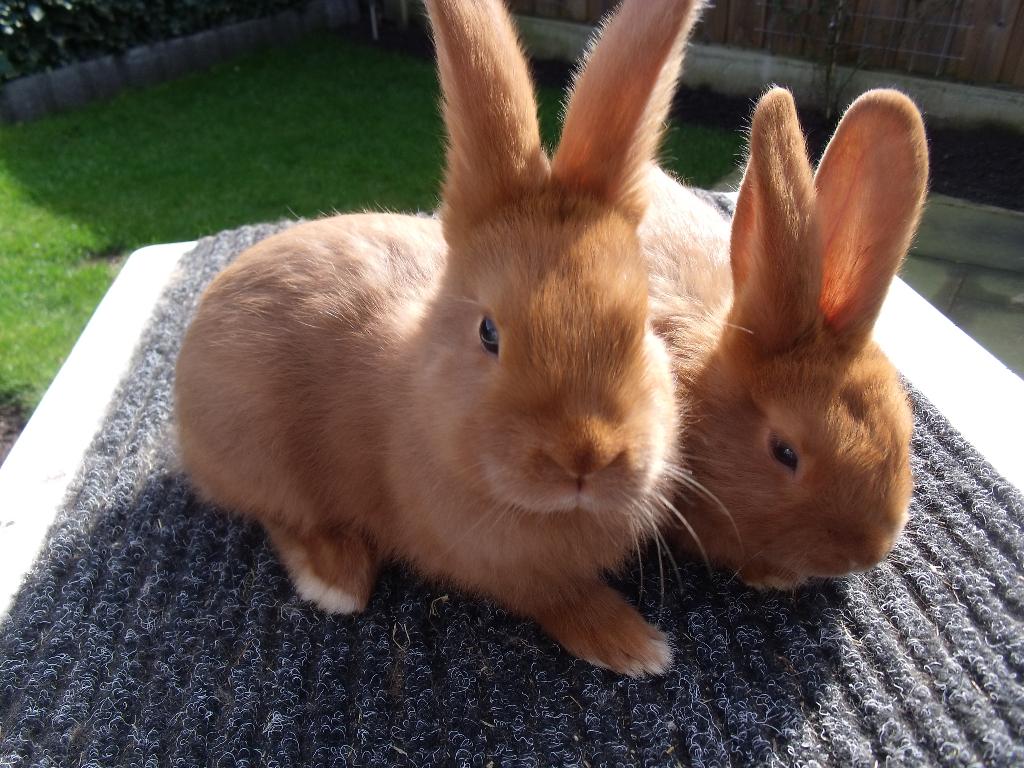 Jonge raszuivere Rode Nieuw Zeelander konijntjes, Dieren en Toebehoren, Konijnen, Meerdere dieren, Middelgroot, 0 tot 2 jaar