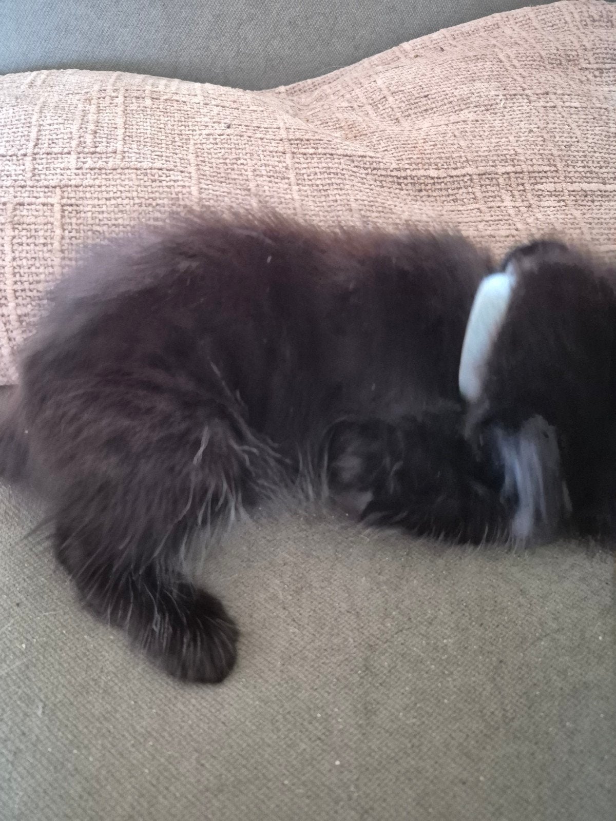 kittens maine coon, Kater, Gechipt