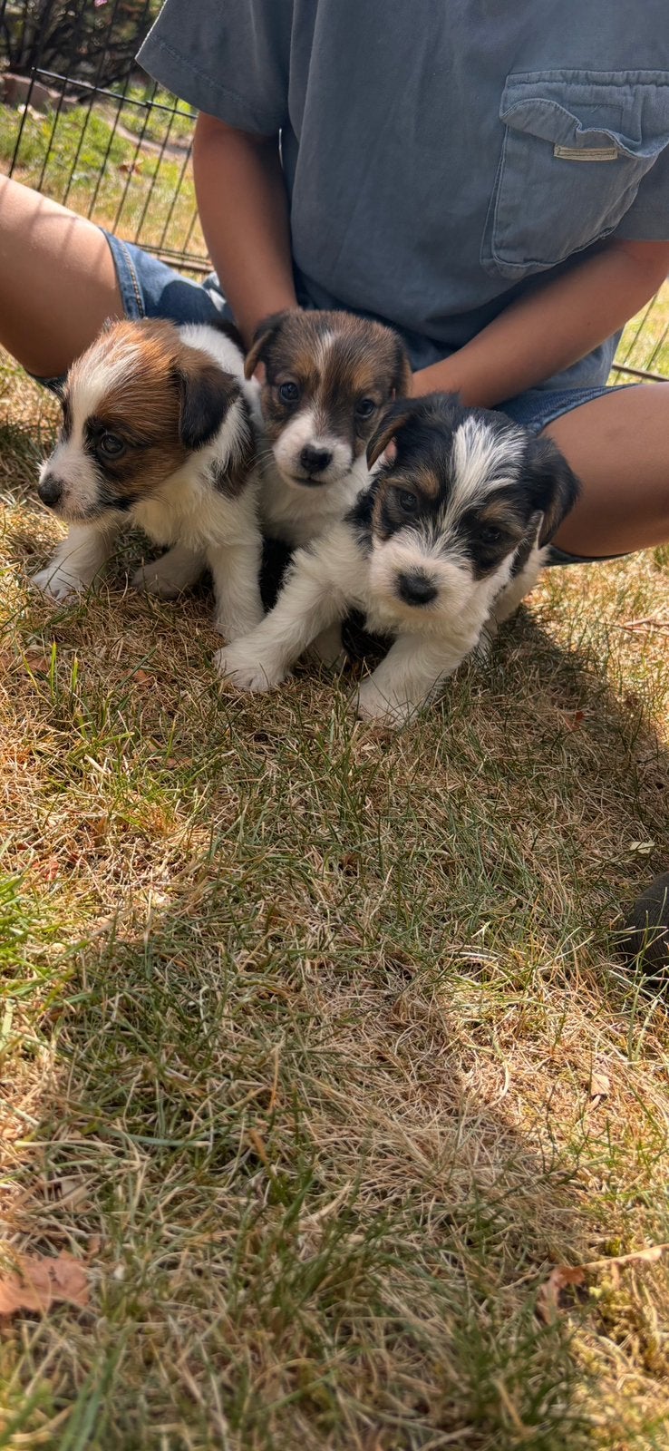 Prachtige ruwharige Jackrussell pups, Parvo, Jack Russell Terriër, 8 tot 15 weken, Meerdere