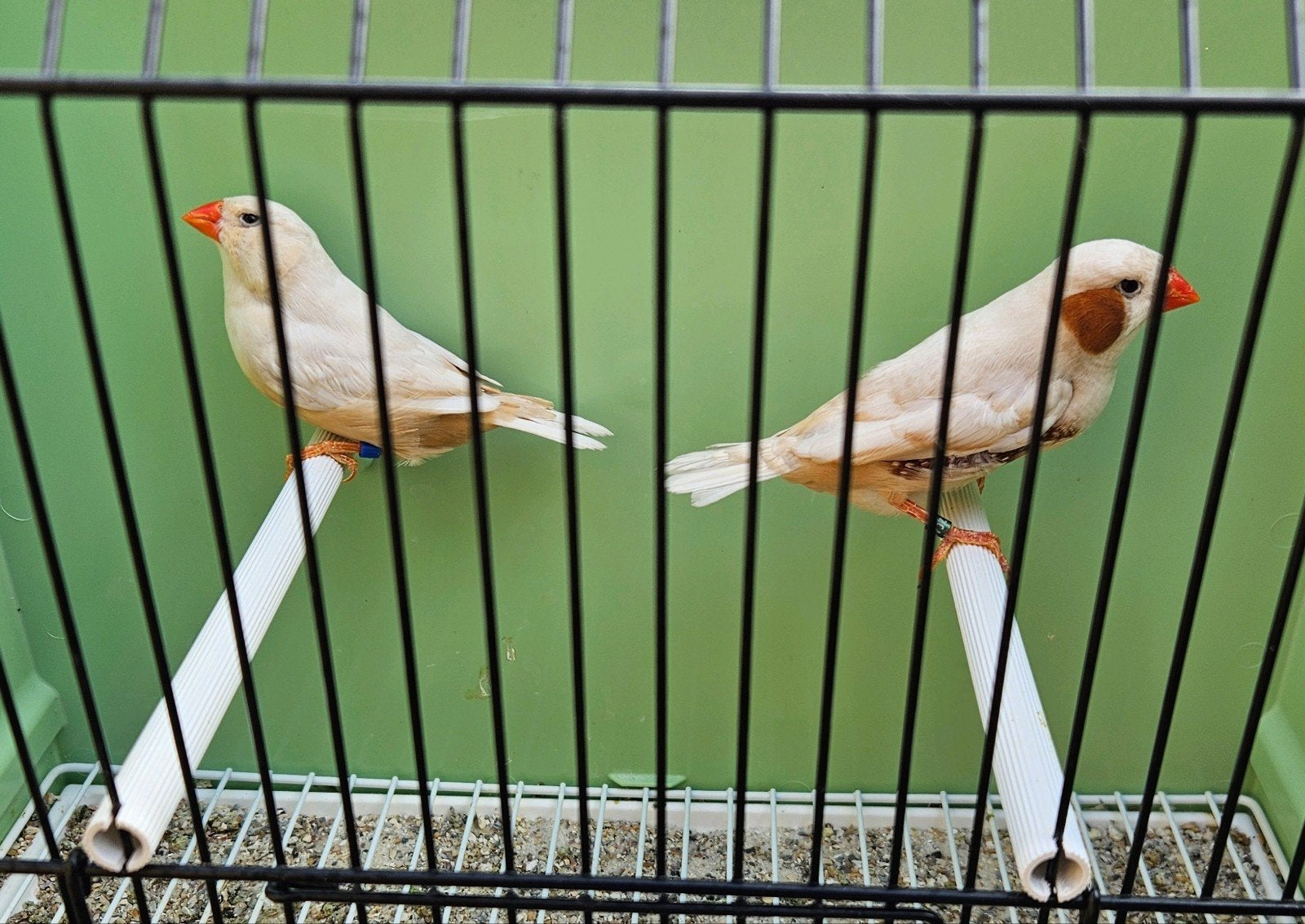 Isabel bruin zebravinken - koppel - geringd 2026, Dieren en Toebehoren, Vogels | Overige Vogels, Meerdere dieren, Tropenvogel