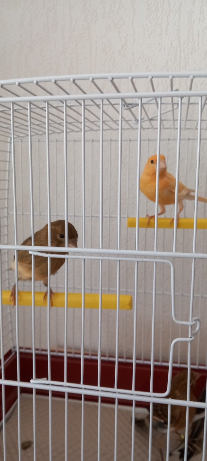 Harlekijn kanaries,, Dieren en Toebehoren, Vogels | Kanaries, Meerdere dieren, Kleurkanarie