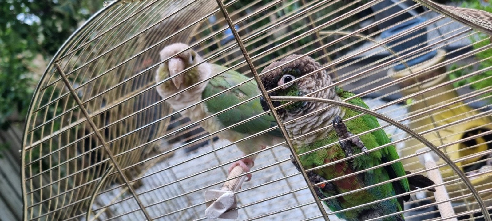 2 phyrhura met kooi, Meerdere dieren, Dwergpapegaai of Agapornis
