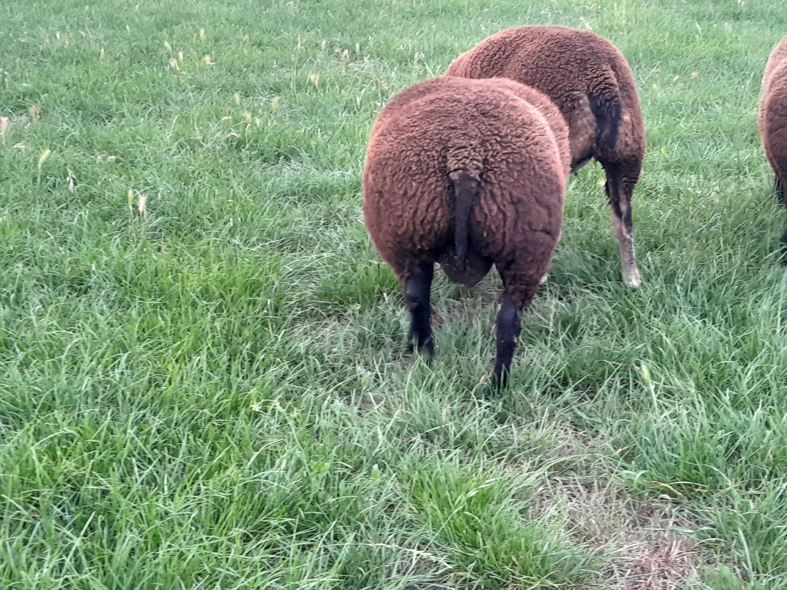 Blauwe texelaar en dassenkop ramlammeren te koop, Dieren en Toebehoren, Mannelijk, Schaap