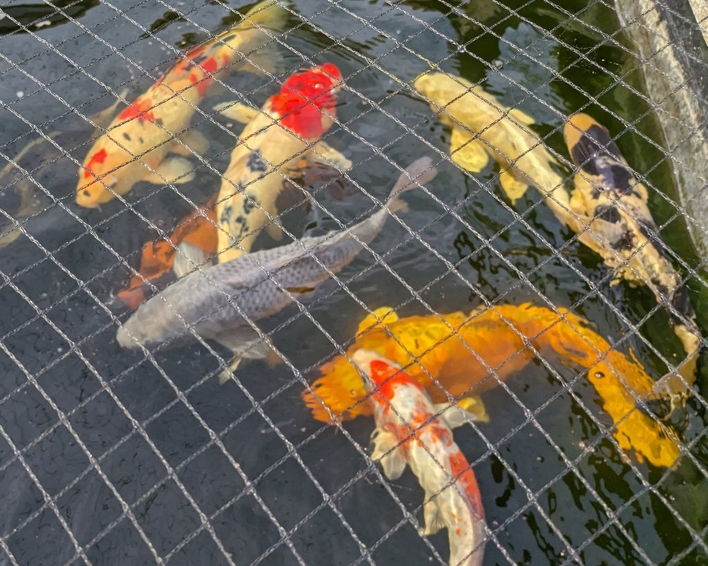 Japanse Koi vissen 12x, Karper of Koi